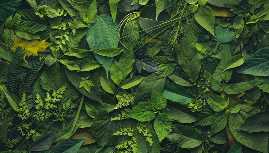 De sunne plantestoffene – og hvorfor du trenger dem