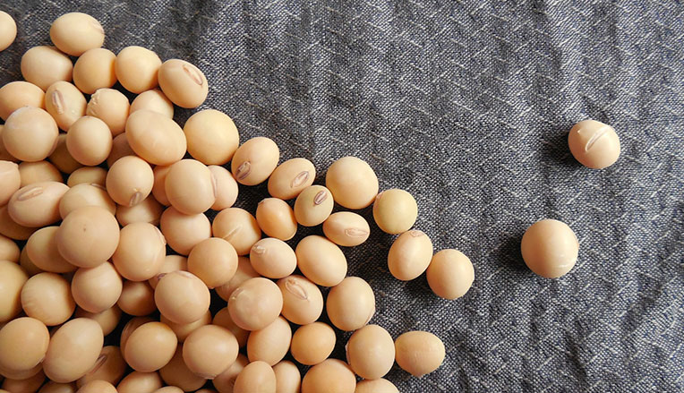 Har soya- og wheyprotein en negativ innvirkning på testosteronnivået?